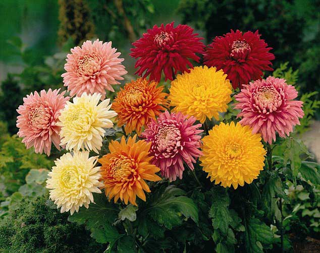 Ang pagtatanim ng mga chrysanthemum na pinagputulan ng chrysanthemum ay popular sa mga hardinero