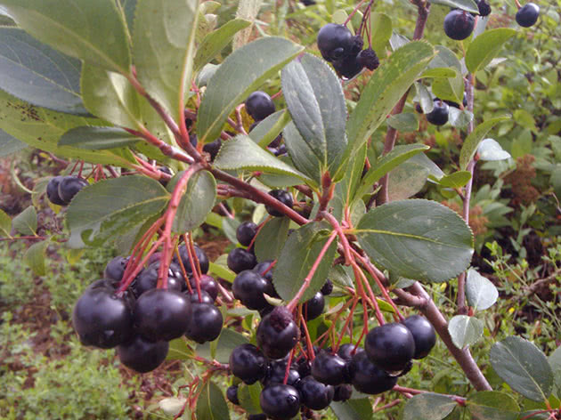 Chokeberry planting and garden care