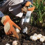 planting garlic with whole heads