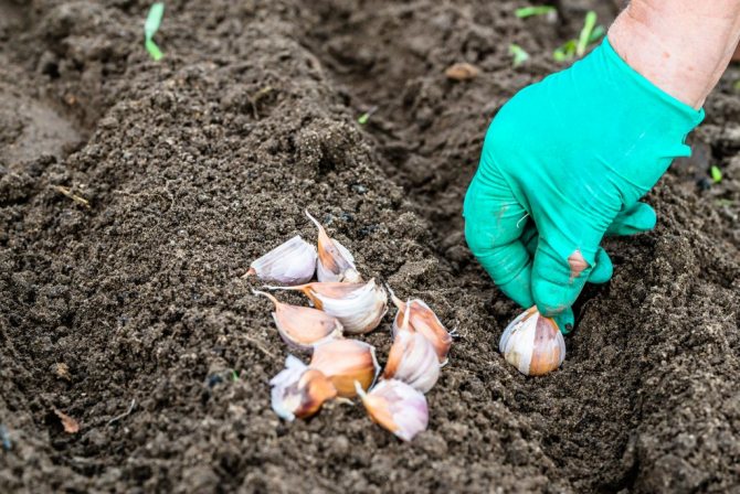 Planting garlic before winter - all the subtleties of planting with chives