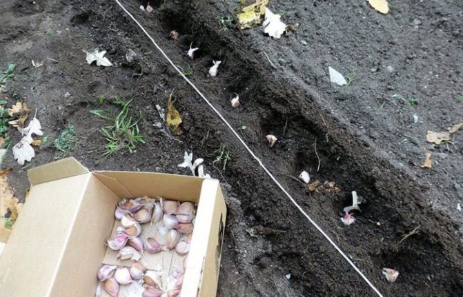 Plantarea usturoiului în pământ