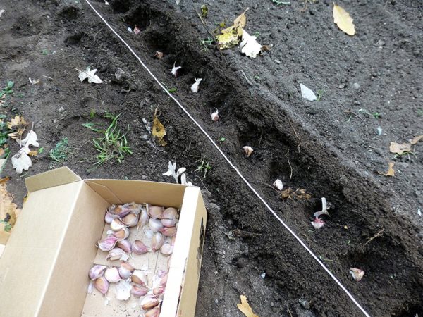 planting garlic in the ground