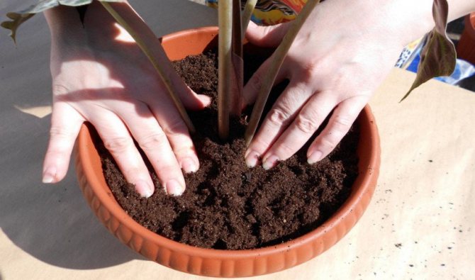 Planting flowers in a pot