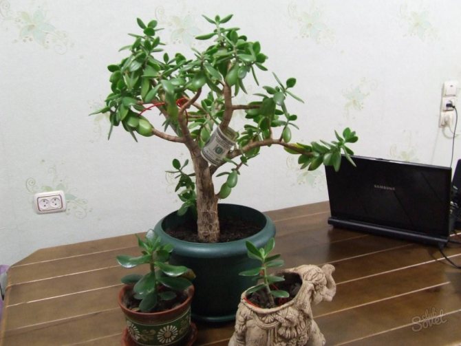 Planting a money tree at home