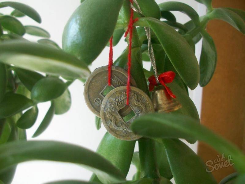 Planting a money tree at home