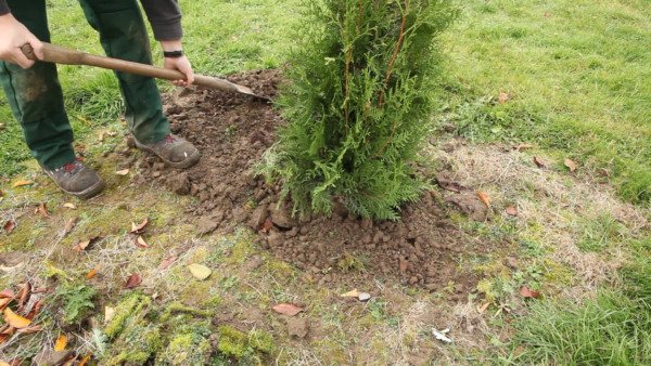 plantarea unui arbore de tuia în pământ deschis