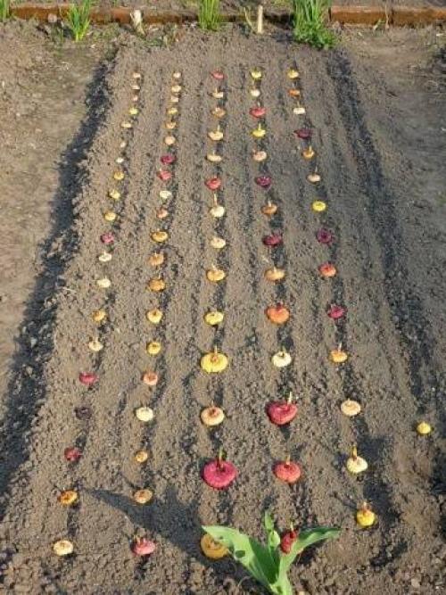 Plantarea copiilor GLADIOLUS înainte de iarnă. Plantarea și îngrijirea gladiolelor în aer liber