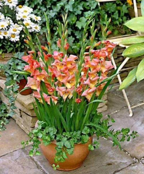 Planting GLADIOLUS children before winter. Planting and caring for gladioli outdoors