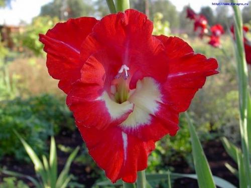 Planting GLADIOLUS children before winter. Planting and caring for gladioli outdoors