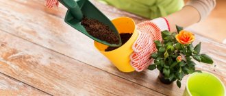 Planter des fleurs à la maison dans un pot
