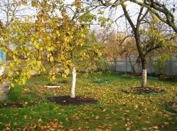 Засаждане на къпини през есента: от избора на място до грижите за разсад