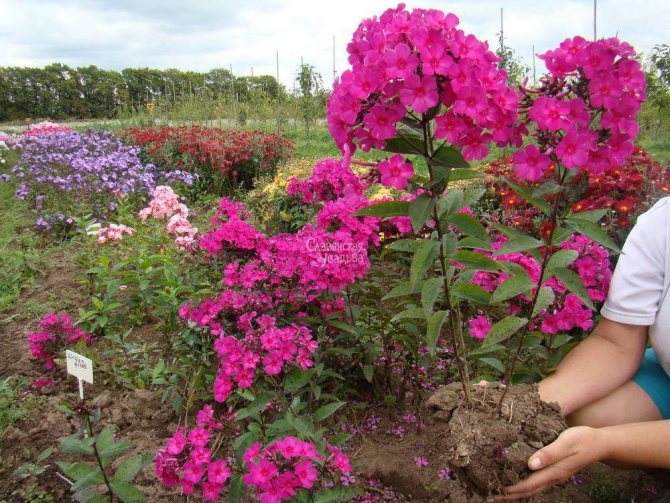 Planting perennial phloxes - choice of location, timing, planting material