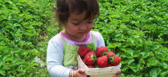 menanam anak benih strawberi frigo