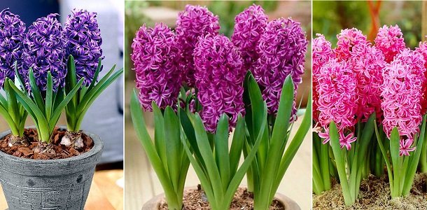 planting hyacinth in a pot at home