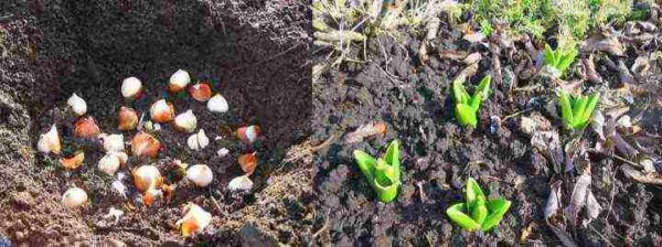 plantera hyacinter