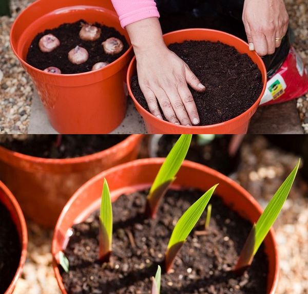 Planting gladioli for seedlings