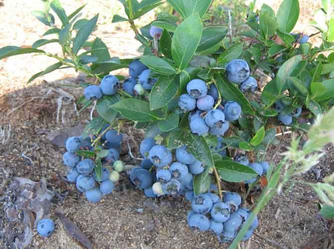 Menanam blueberry pada musim luruh - bila hendak menuai
