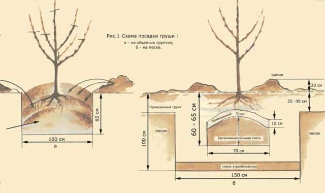 Plantarea perelor primăvara (vara) cu răsaduri: în regiunea Moscovei, în Siberia, pe banda de mijloc, termeni, schemă, reguli de îngrijire