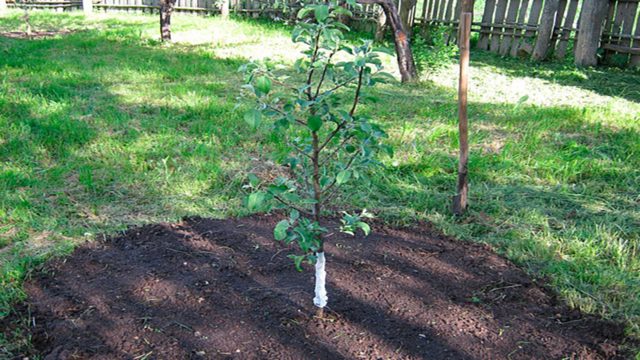 Planting pears in spring (summer) with seedlings: in the Moscow region, in Siberia, in the middle lane, terms, scheme, rules of care