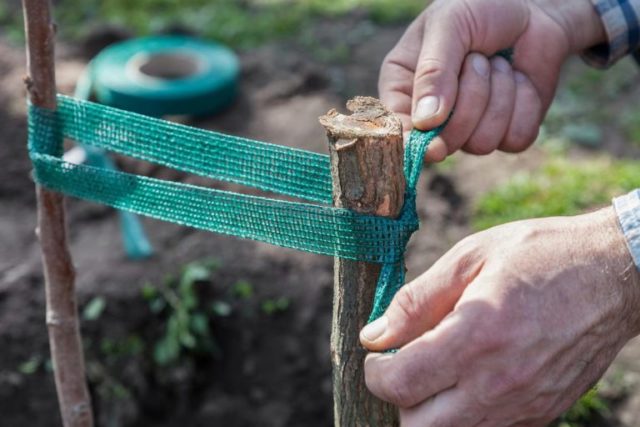 Planting pears in spring (summer) with seedlings: in the Moscow region, in Siberia, in the middle lane, terms, scheme, rules of care