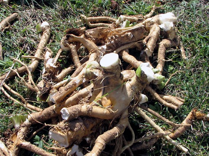Planting horseradish and caring for it in the garden