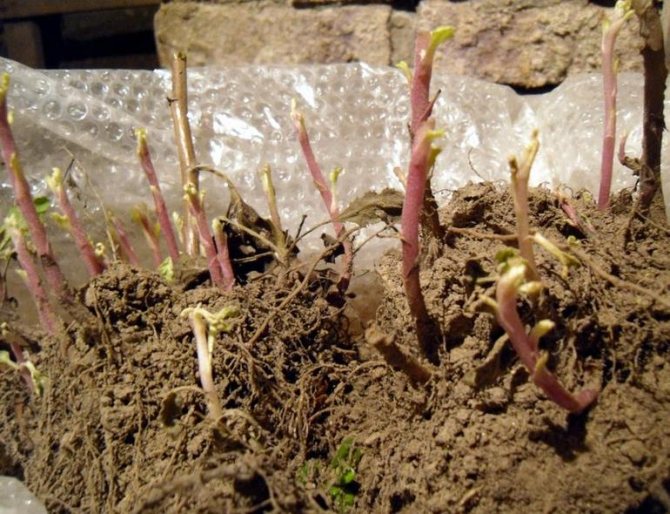 Výsadba chryzantém v příkopu.