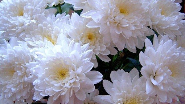 Ang pagtatanim ng mga chrysanthemum sa taglagas sa bukas na lupa