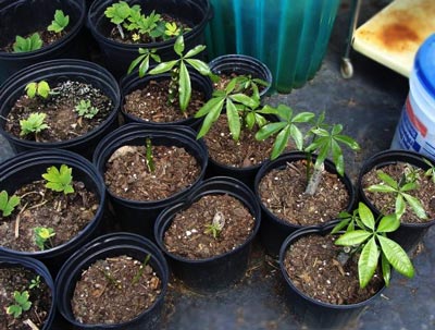Planting and transplanting