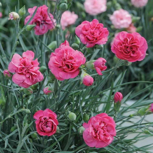 Planting and care of Shabo carnations Shabo carnations photo of flowers on a flower bed in the garden