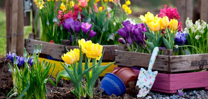Planting and caring for ha tulips
