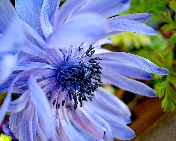 Planting and caring for an anemone in the fall