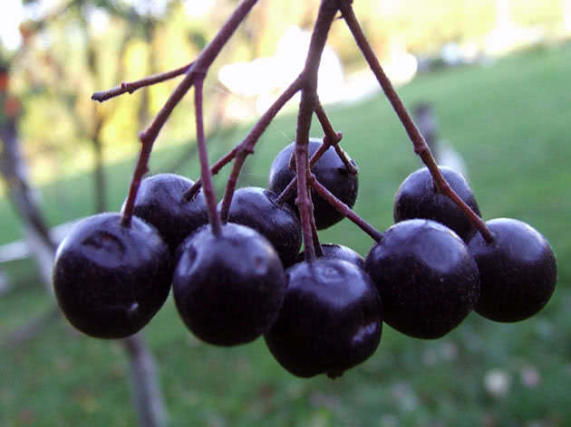 Plantering och vård av chokeberry