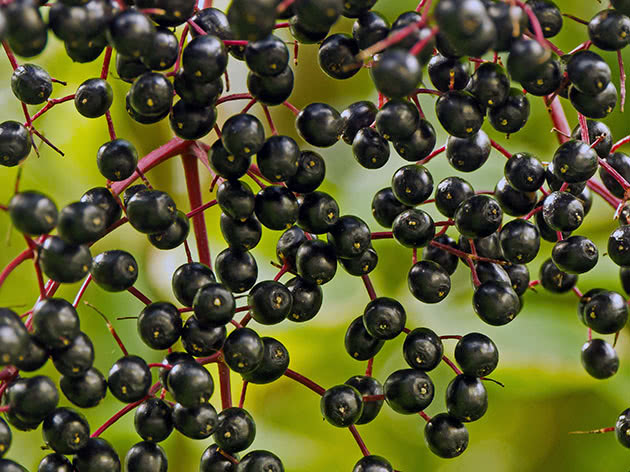 Planting and caring for elderberries