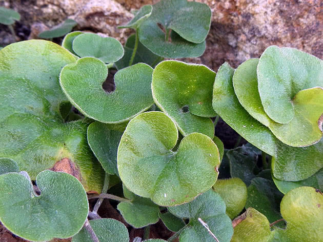 Planting and caring for dichondra in the garden