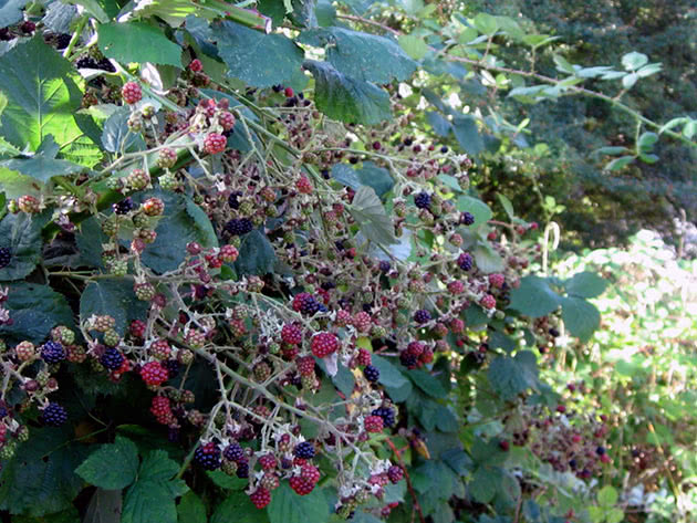 Planting and caring for blackberries in the garden