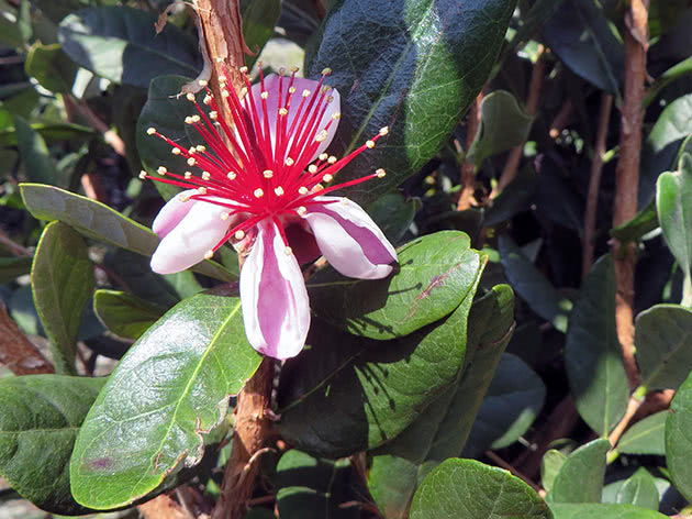 Planting and caring for feijoa at home