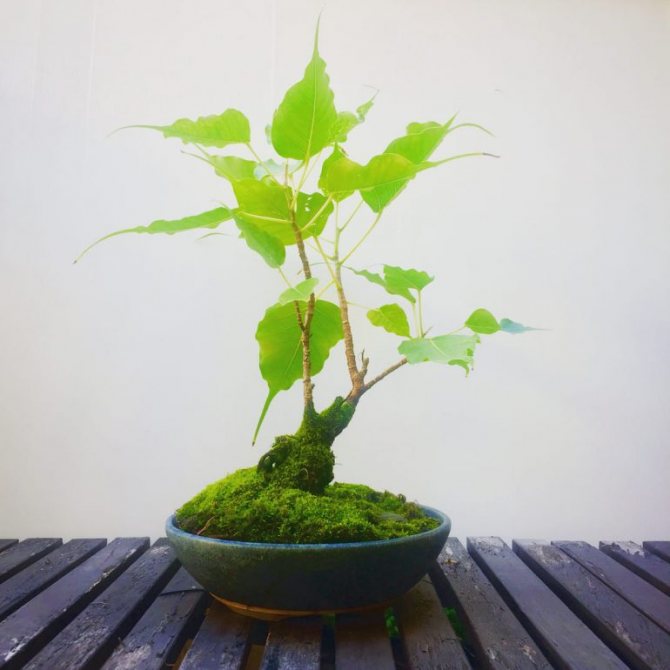 Planting and caring for sacred ficus (in short)