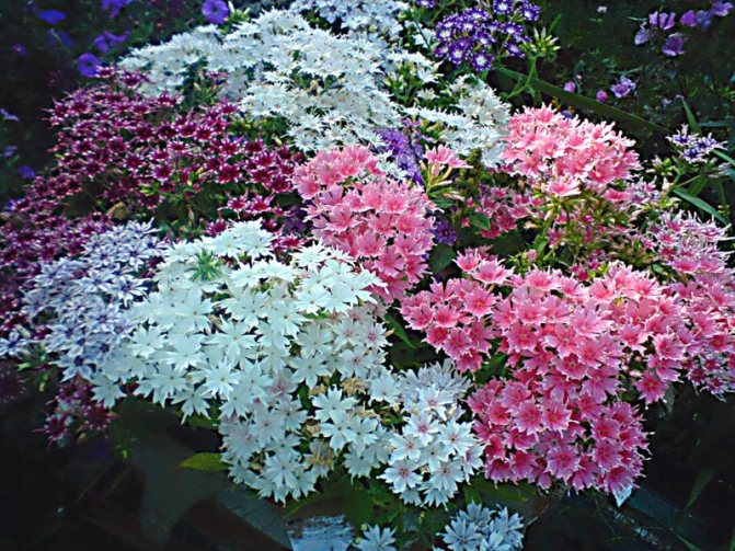 Planting and caring for Drummond phlox