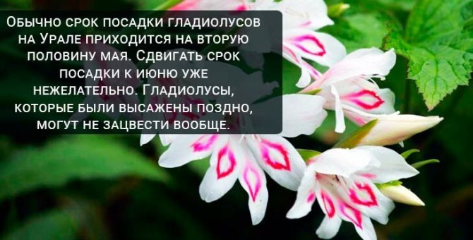 Plantering och vård av gladioli i Ural