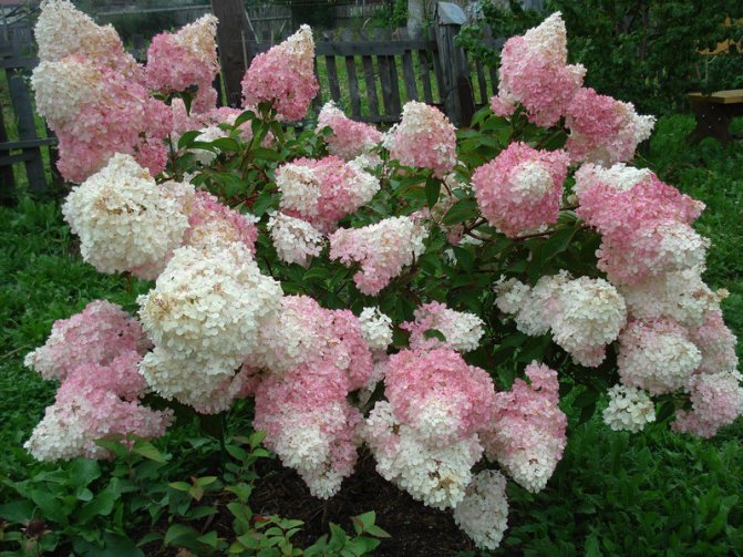 Planting and caring for hydrangea paniculata vanilla freise