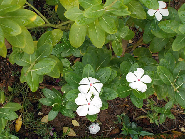 Planting and caring for a catharanthus in the garden