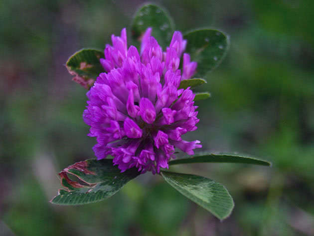 Planting and caring for meadow clover