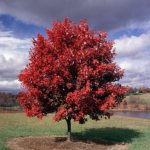 Planting and caring for a red maple