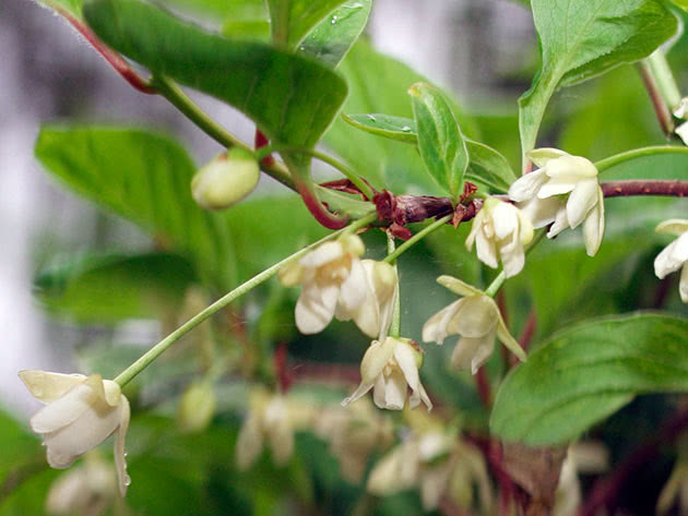 Plantering och vård av kinesisk magnolivin i det öppna fältet