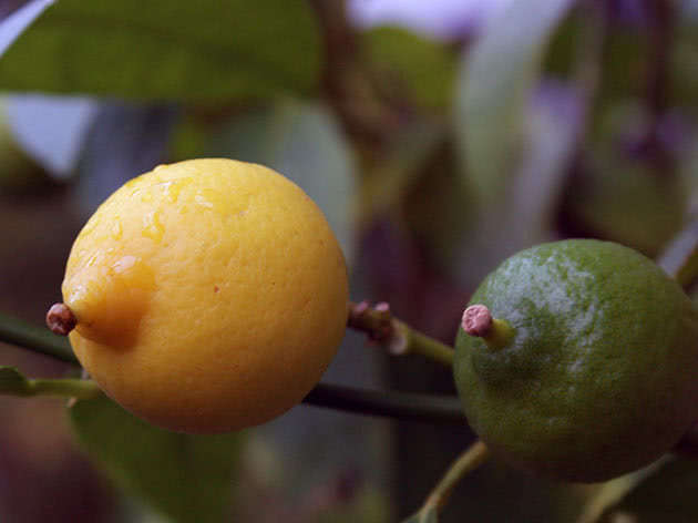 Plantering och vård av citron hemma