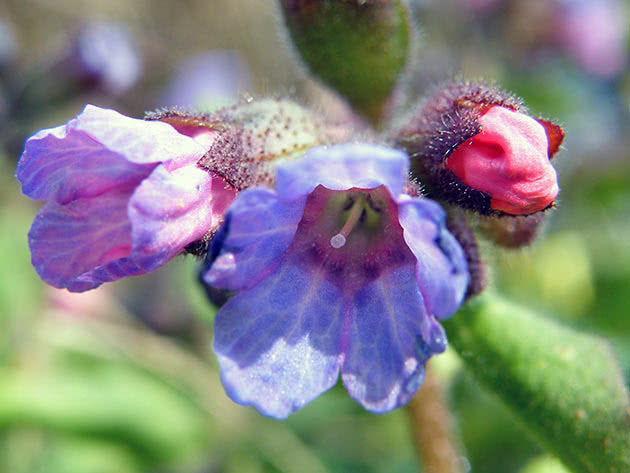 Planting and caring for lungwort in the open field