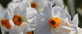 Planting and caring for daffodils outdoors