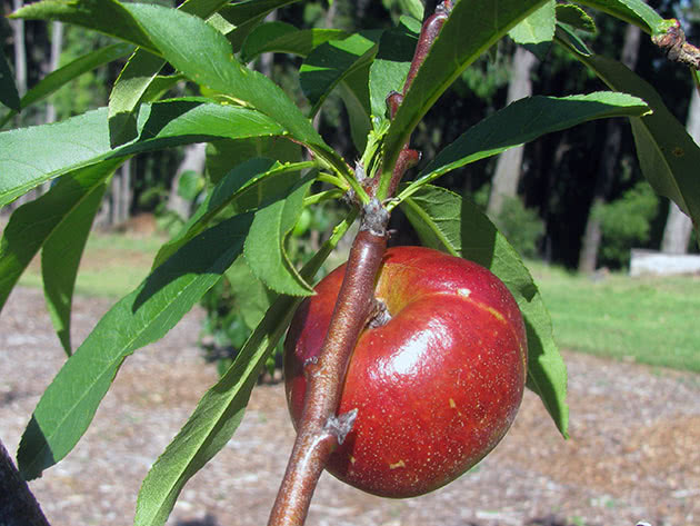 Planting and caring for nectarine in the garden