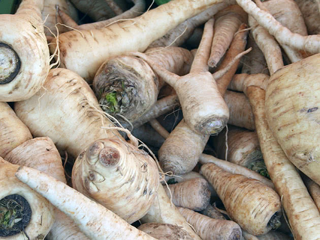 Planting and caring for parsnips