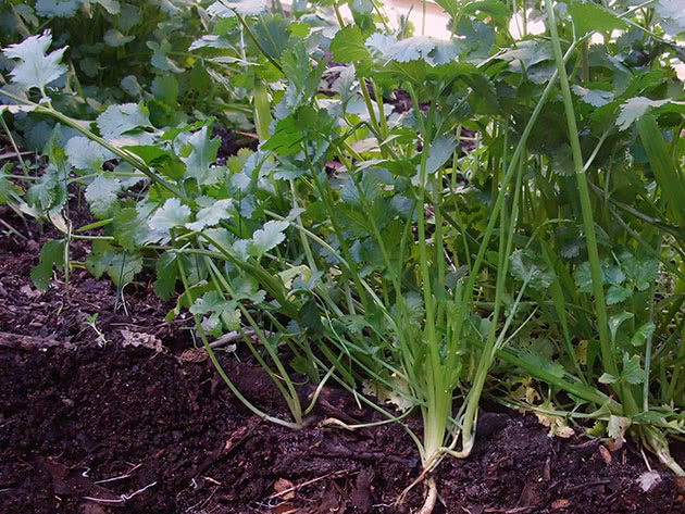 Planting and caring for parsley outdoors